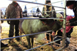 People feeding a reindeer
