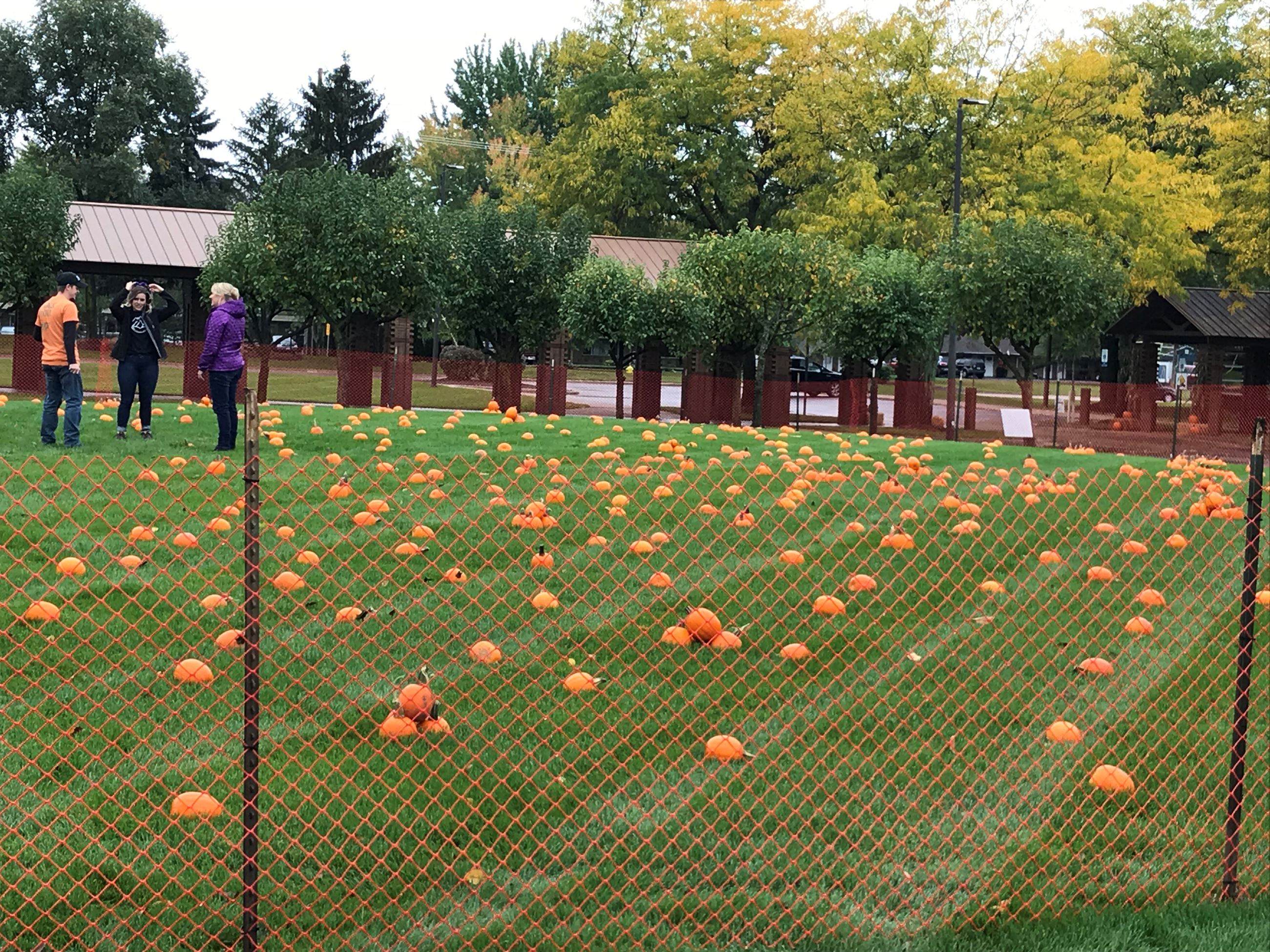 A field full of pumpkins